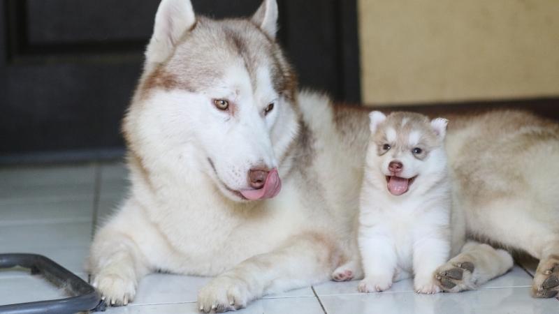 siberian husky with husky puppy