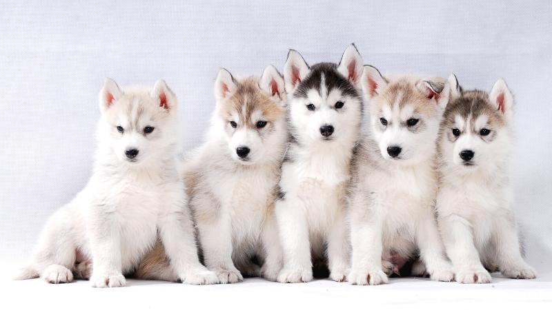 5 husky puppies