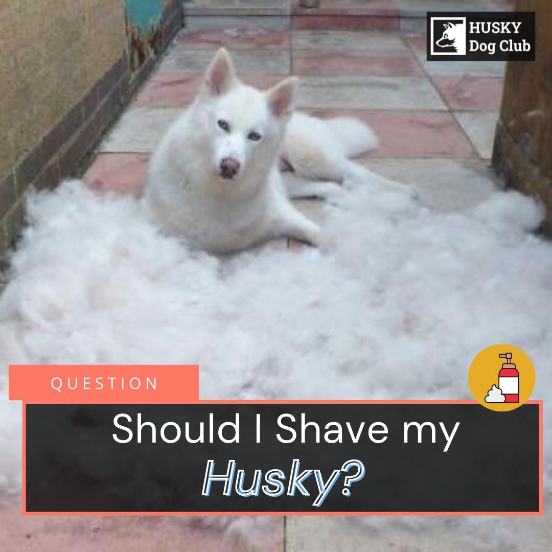 Can You Shave A Husky? Everything You Need To Know Husky Dog Club
