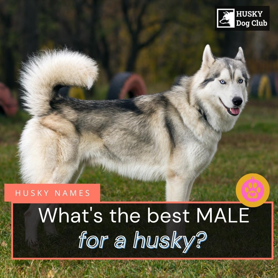 400+ Male Husky Names In 2023 Husky Dog Club