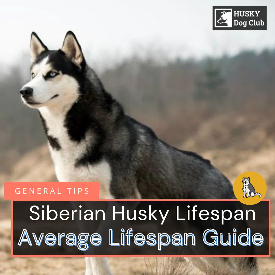 how-long-do-huskies-live-2023-stats