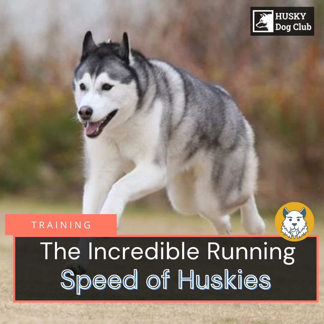 How Fast Can A Husky Run? [Plus 2023 Training Tips]