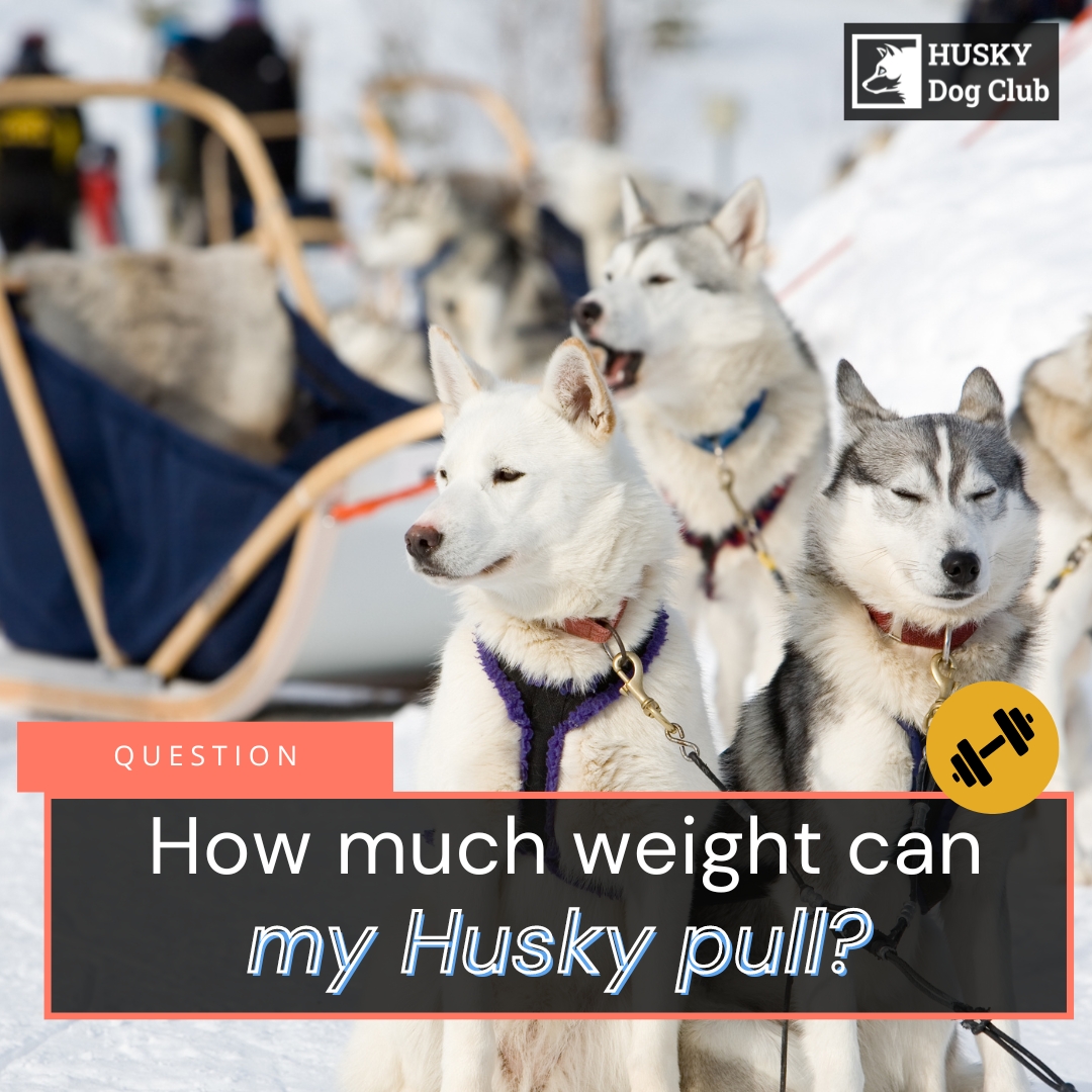 How Much Weight Can A Husky Pull? Here's The Truth