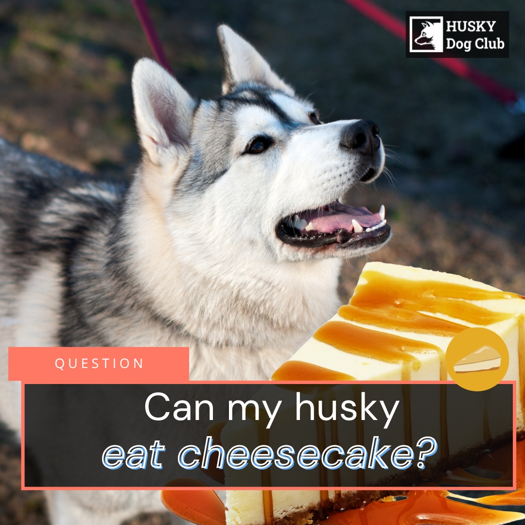 Can My Husky Eat Cheesecake? A Dangerously Sweet Treat