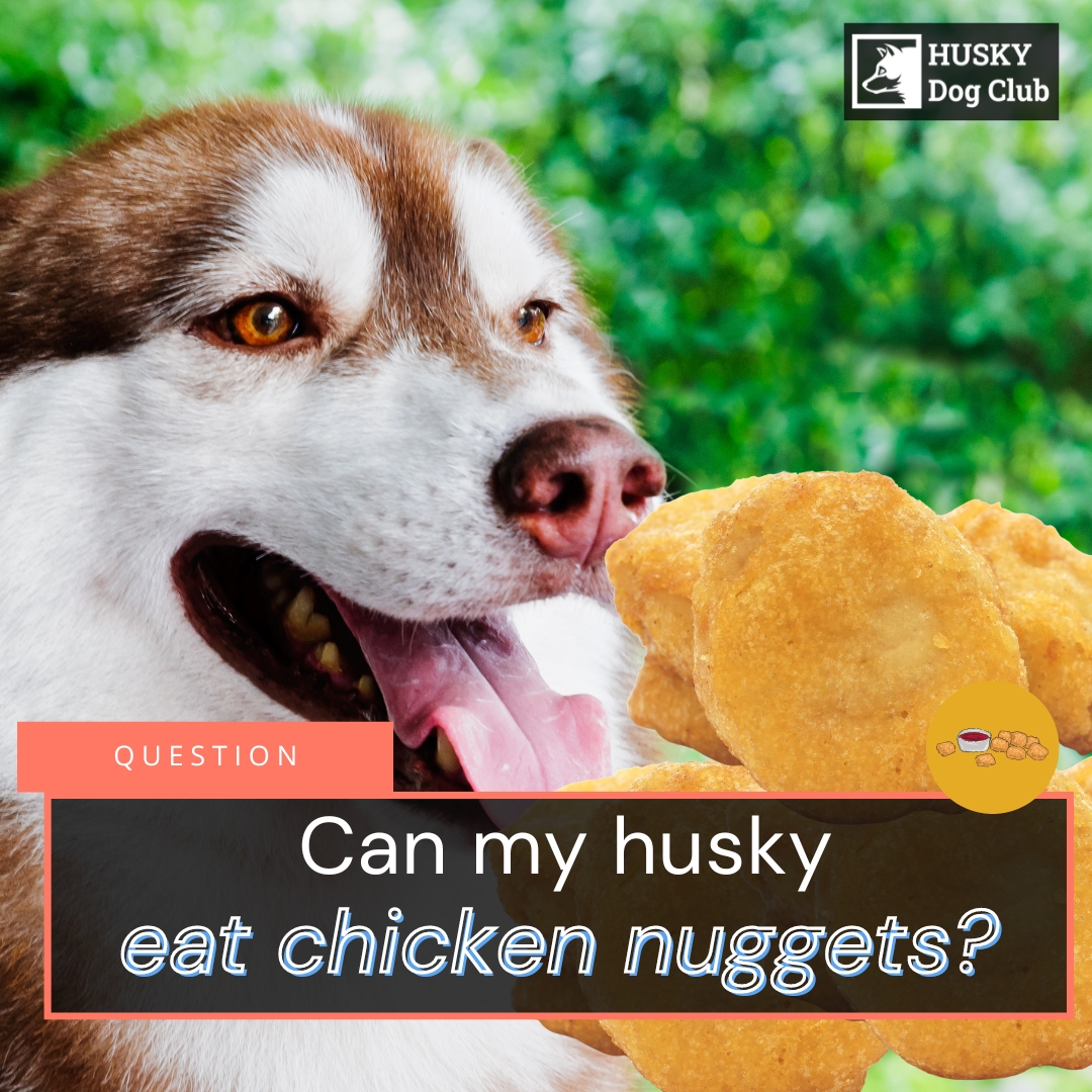 Can My Husky Eat Chicken Nuggets A Tempting Snack To Avoid Can My Husky Eat Chicken Nuggets A Tempting Snack To Avoid