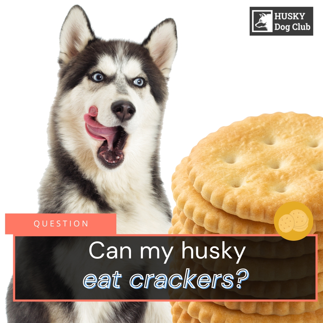 You Can Eat Crackers In My Bed Anytime Lyrics Can My Husky Eat Crackers? Snack Time Guide