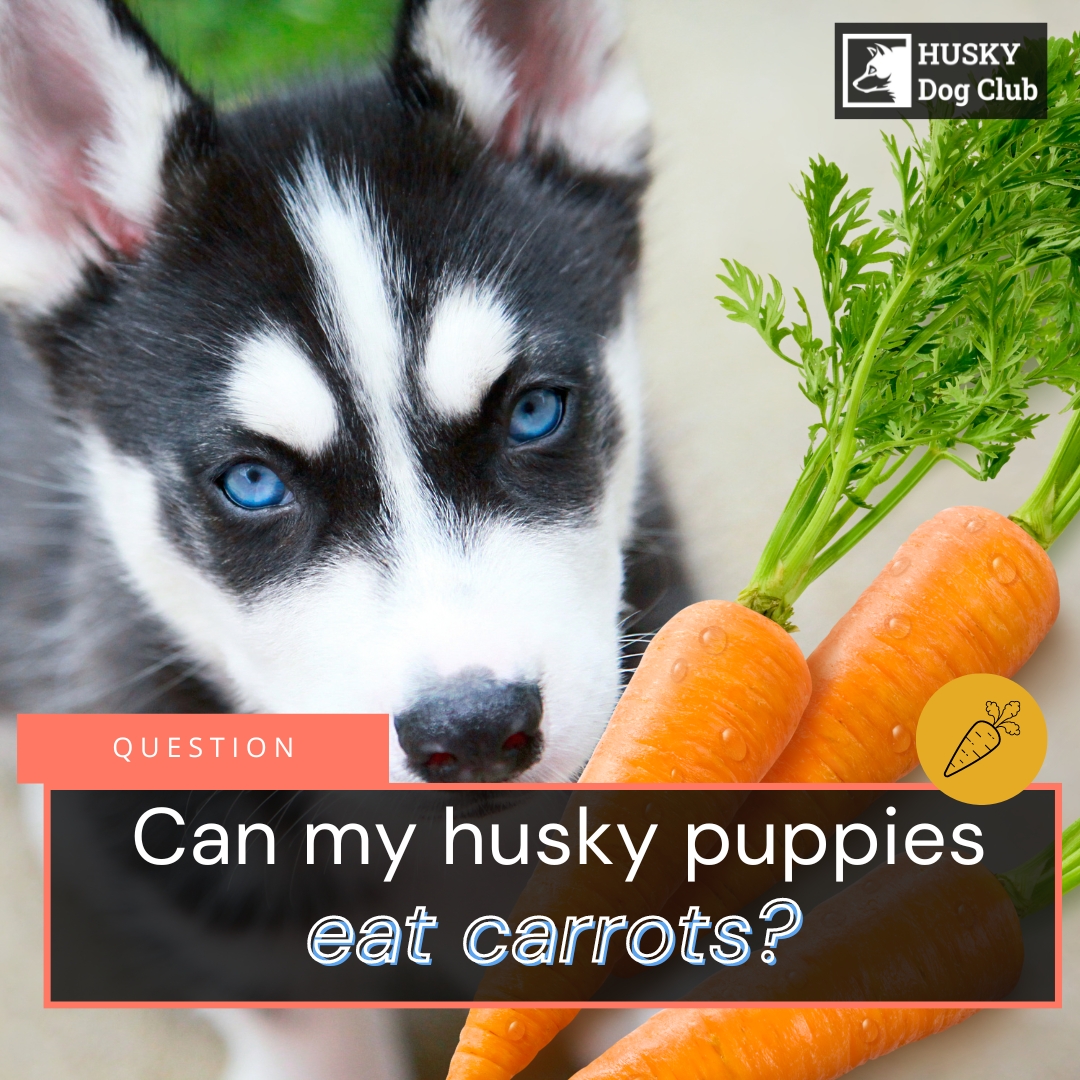 Can Husky Puppies Eat Carrots? A Crunchy Guide