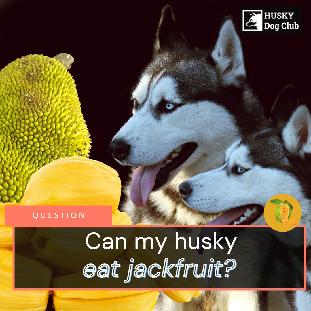 Can My Husky Eat Jackfruit? A Tropical Delight