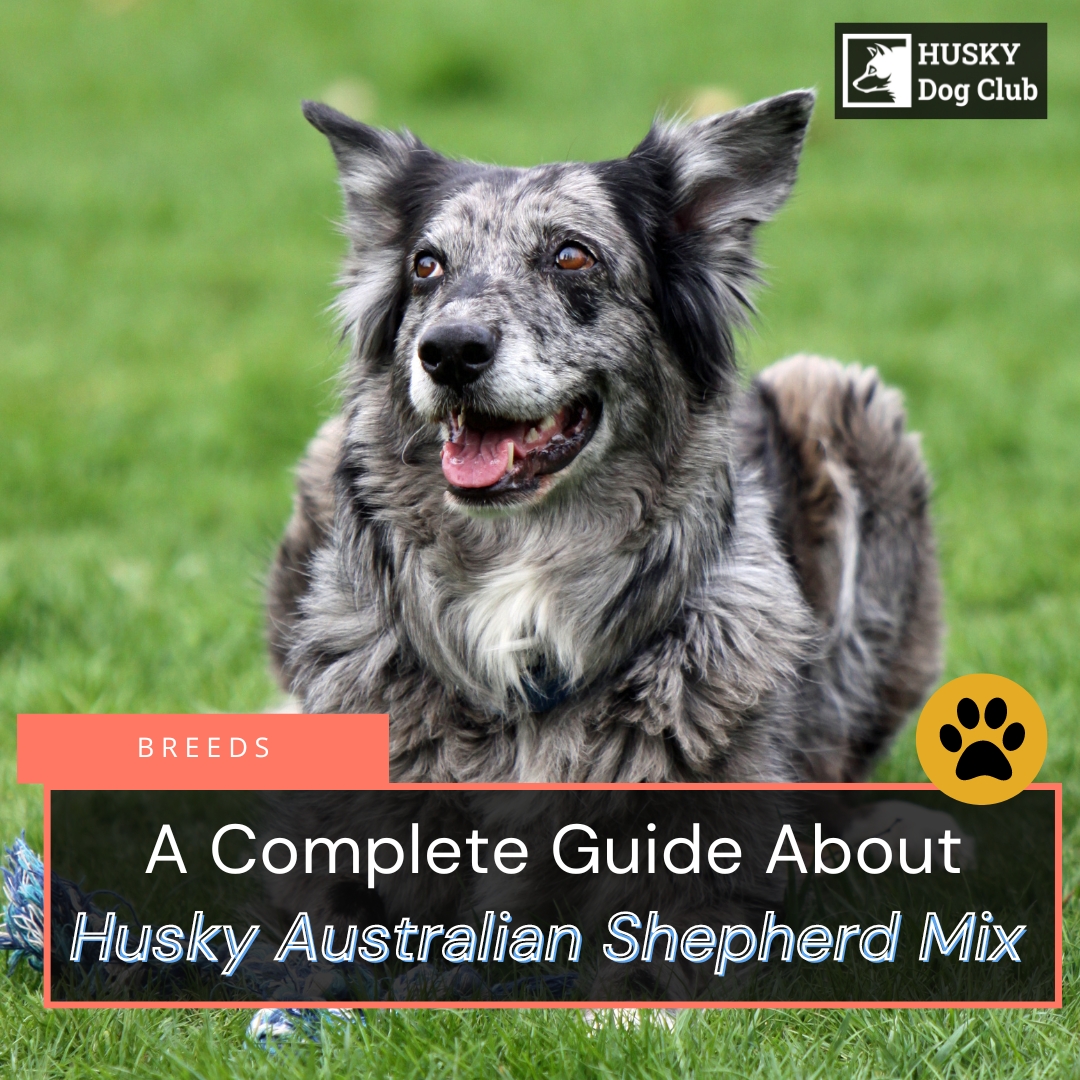Best Dog Food For Aussie Siberian (Siberian Husky X Australian Shepherd