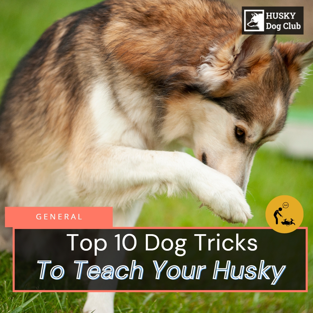 Top 10 Dog Tricks To Teach Your Husky Husky Dog Club