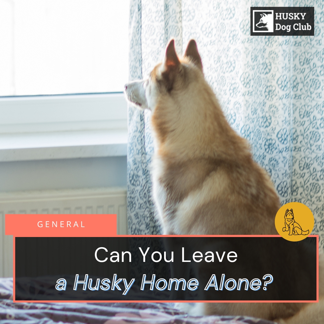 Can You Leave A Husky Home Alone? Expert Insights For Responsible