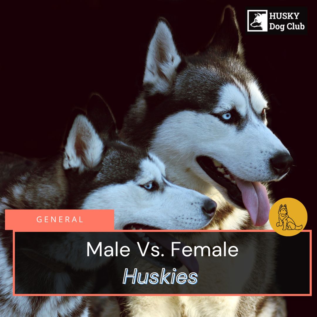 Male Vs Female Huskies Key Differences And Traits Explained Husky Dog Club